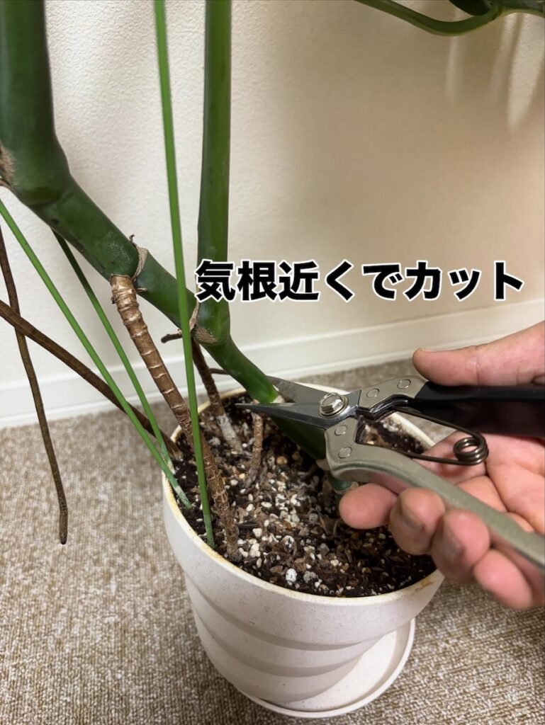 モンステラ気根近くでカット②