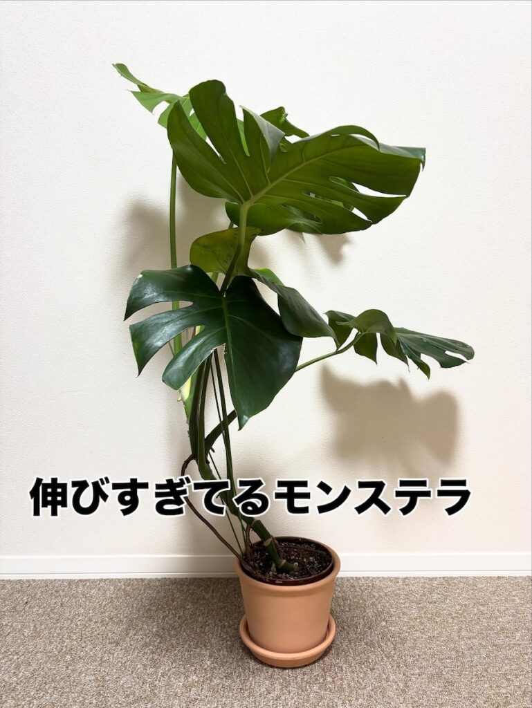 伸びすぎているモンステラの写真①