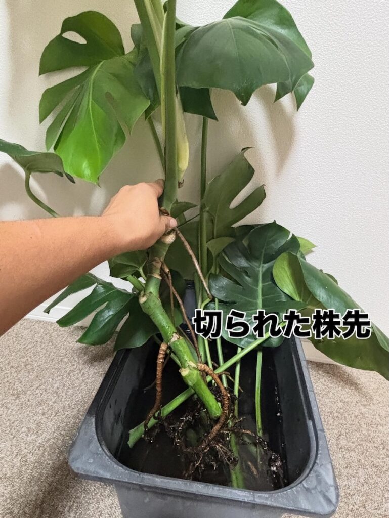 切られた株先①