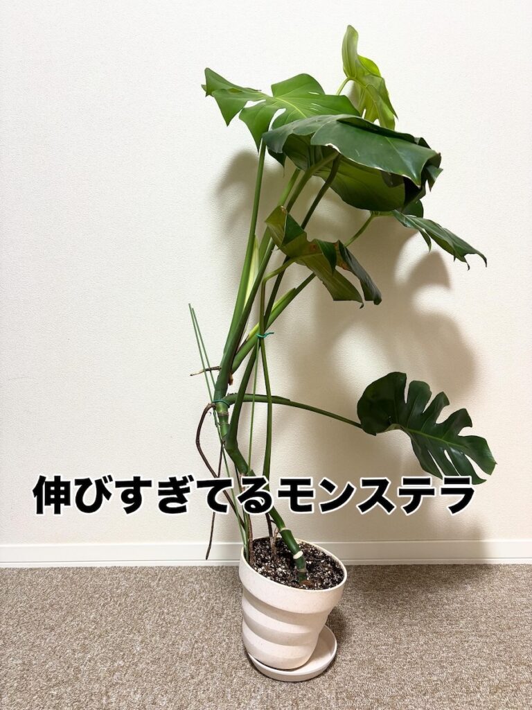 伸びすぎているモンステラの写真②