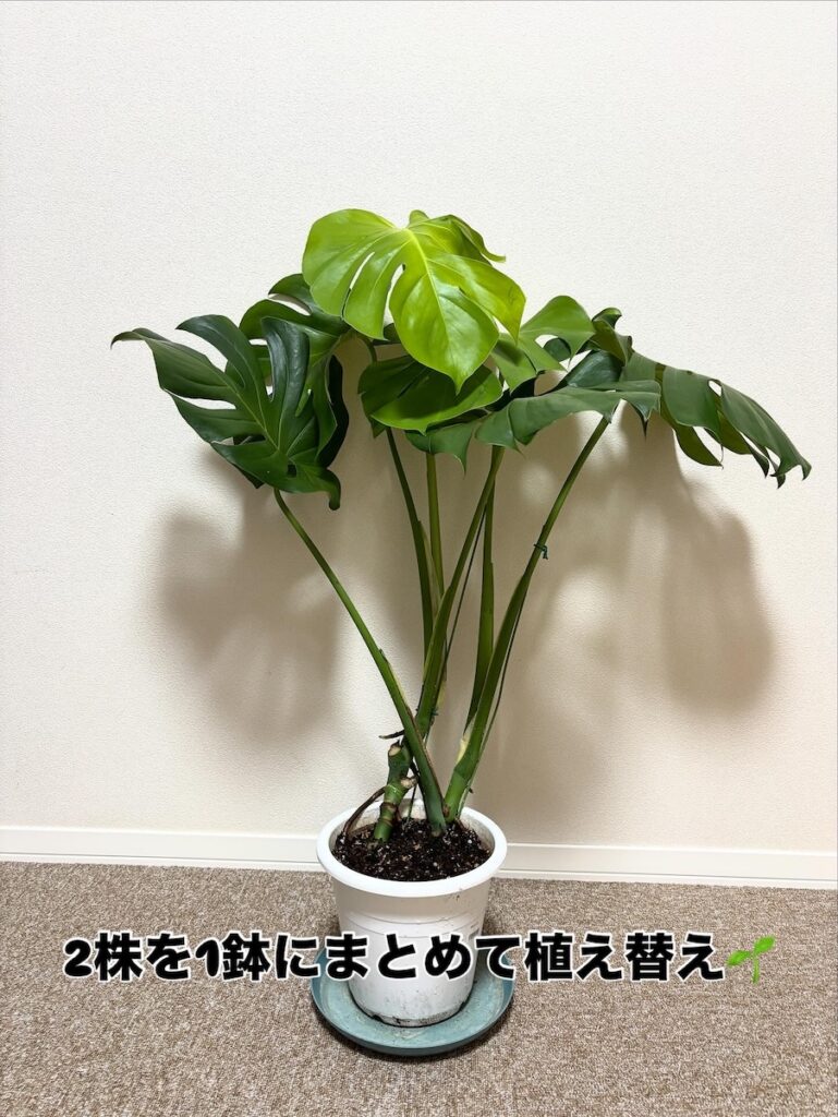 1株に植え替えたモンステラの写真