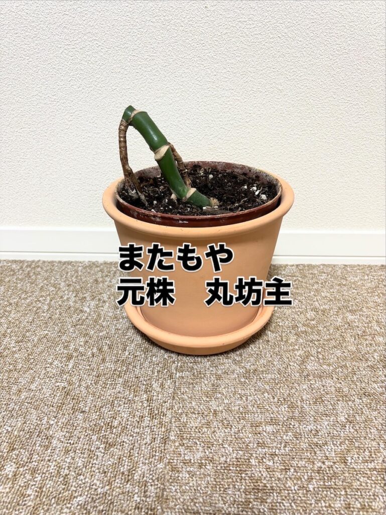 モンステラ丸坊主①