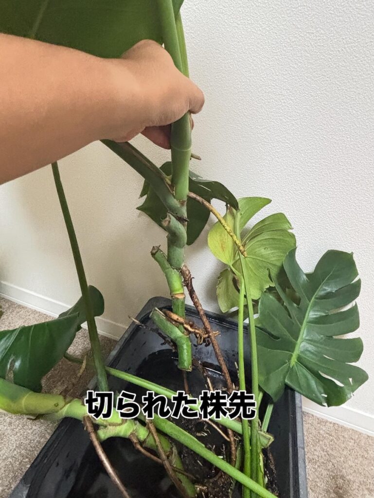 切られた株先②