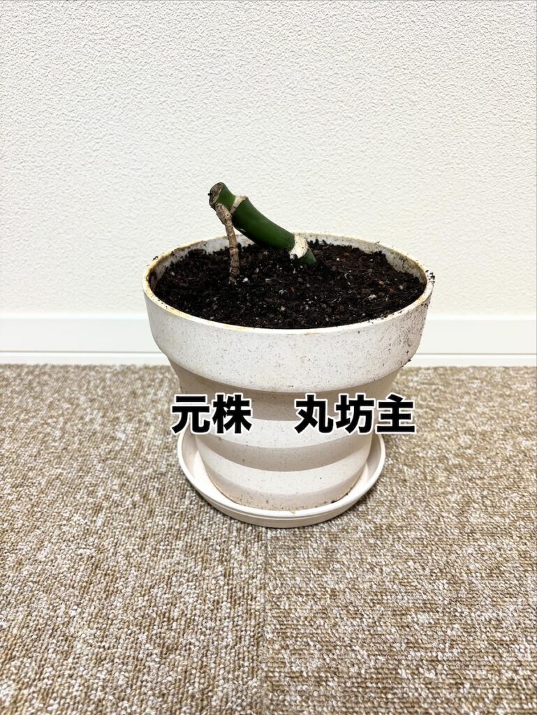 切られた株先②