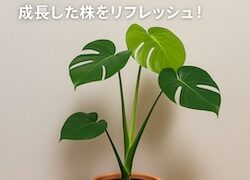モンステラ　IKEAにて購入当初の写真　アイキャッチ画像