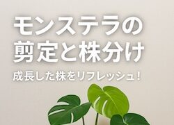 モンステラ　IKEAにて購入当初の写真　アイキャッチ画像